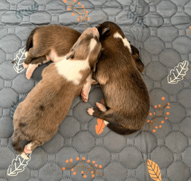 Skoshie Shelties gallery photo 16