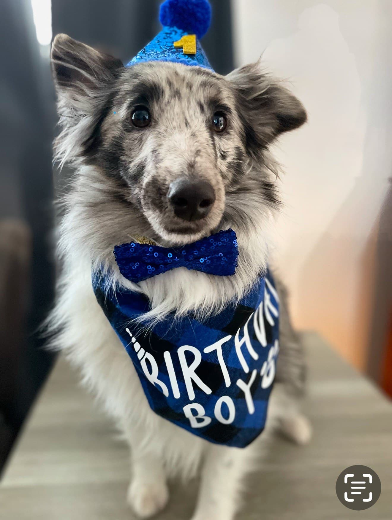 Skoshie Shelties gallery photo 10