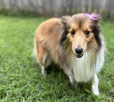 Skoshie Shelties gallery photo 6