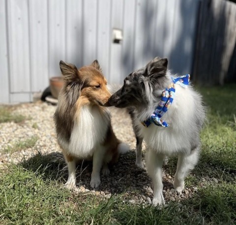 Skoshie Shelties gallery photo 7