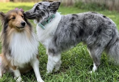 Skoshie Shelties gallery photo 8