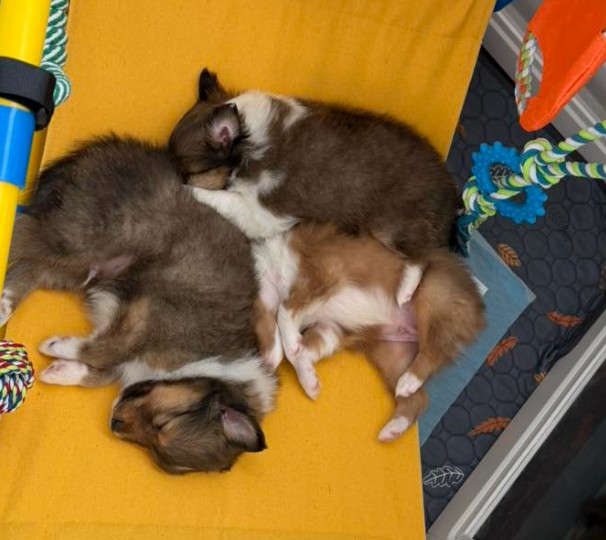 Skoshie Shelties gallery photo 9